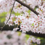 Ciekawostki o Japonii