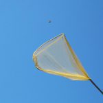 Ile żyje motyl?